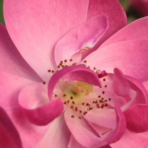 Питомник РозPoзa Анжела® - Парковая кустовая роза  - розовая - роза с интенсивным запахом - Раймер Кордес - Розовые, в форме лодочки цветы распускаются в таком количестве, что в середине лета полностью покрывают весь низкорослый куст.